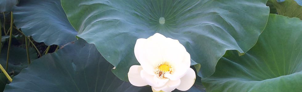 ���� ��ȥ��